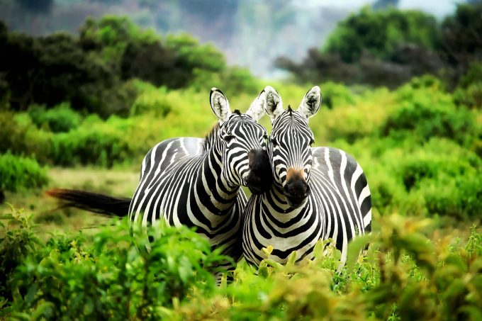Environmental Preservation